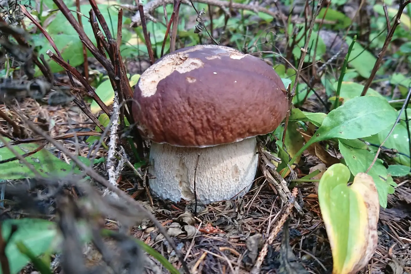 The FungiVeg Mycelium